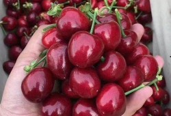 吃瓜网红事件樱桃是真的吗,真相揭秘，是真是假？